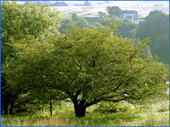 Hawthorn Estates a Lancashire based provider of estate and landscape maintenance
